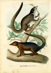 トゥパジャ、1863-79